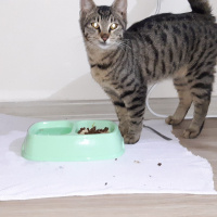 Tekir Kedi, Kedi  Alis fotoğrafı