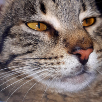 Tekir Kedi, Kedi  Alis fotoğrafı