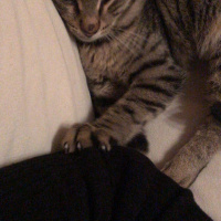 Tekir Kedi, Kedi  Alis fotoğrafı