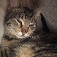 Tekir Kedi, Kedi  Alis fotoğrafı