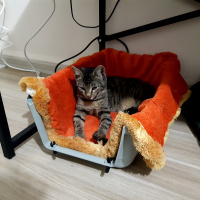 Tekir Kedi, Kedi  Alis fotoğrafı