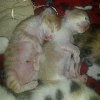 Tekir Kedi, Kedi  melekler fotoğrafı