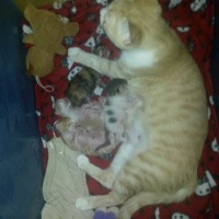 Tekir Kedi, Kedi  melekler fotoğrafı