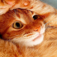 Sarman, Kedi  Havuç fotoğrafı