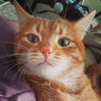 Sarman, Kedi  Havuç fotoğrafı