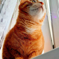 Sarman, Kedi  Havuç fotoğrafı