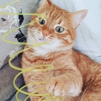 Sarman, Kedi  Havuç fotoğrafı