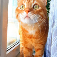 Sarman, Kedi  Havuç fotoğrafı