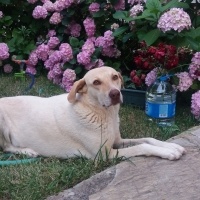 Sokö (Sokak Köpeği), Köpek  Kıjım fotoğrafı