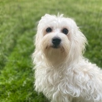 Maltese, Köpek  Leo Murphy fotoğrafı