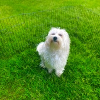 Maltese, Köpek  Leo Murphy fotoğrafı