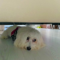 Maltese, Köpek  Leo Murphy fotoğrafı