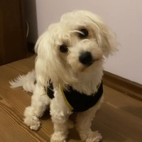 Maltese, Köpek  Leo Murphy fotoğrafı