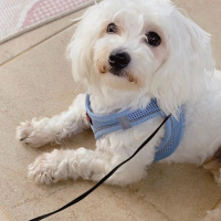 Maltese, Köpek  Leo Murphy fotoğrafı