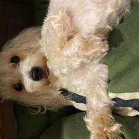 Maltese, Köpek  Leo Murphy fotoğrafı