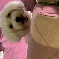 Maltese, Köpek  Leo Murphy fotoğrafı