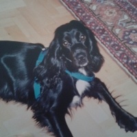 İngiliz Cocker Spaniel, Köpek  Gizmo fotoğrafı