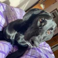 Labrador Retriever, Köpek  Taka fotoğrafı