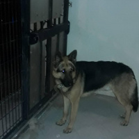 Alman Çoban Köpeği, Köpek  Sezar fotoğrafı