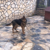 Alman Çoban Köpeği, Köpek  Sezar fotoğrafı