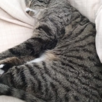 Tekir Kedi, Kedi  Nane fotoğrafı