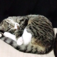 Tekir Kedi, Kedi  Nane fotoğrafı