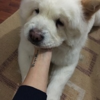 Chow Chow (çin Aslanı), Köpek  angel fotoğrafı