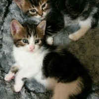 Tekir Kedi, Kedi  kuzucukkkkk  fotoğrafı