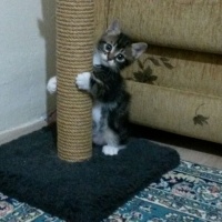 Tekir Kedi, Kedi  kuzucukkkkk  fotoğrafı