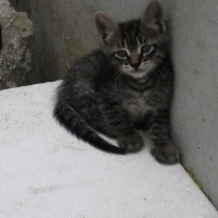 Tekir Kedi, Kedi  kuzucukkkkk  fotoğrafı