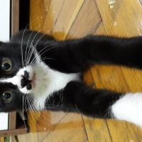 Tekir Kedi, Kedi  Baffuto Balboa fotoğrafı
