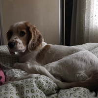 İngiliz Cocker Spaniel, Köpek  pepe fotoğrafı
