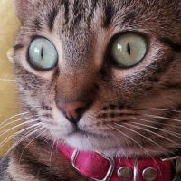 Tekir Kedi, Kedi  Kızım fotoğrafı