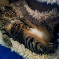 Tekir Kedi, Kedi  Kızım fotoğrafı