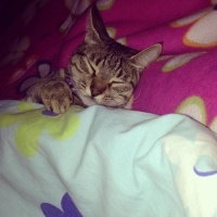 Tekir Kedi, Kedi  Kızım fotoğrafı