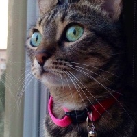 Tekir Kedi, Kedi  Kızım fotoğrafı