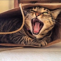 Tekir Kedi, Kedi  Kızım fotoğrafı