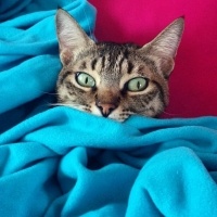 Tekir Kedi, Kedi  Kızım fotoğrafı