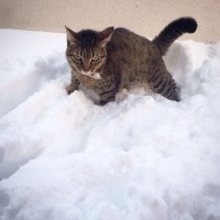 Tekir Kedi, Kedi  Kızım fotoğrafı