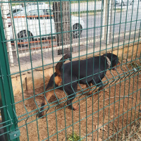 Rottweiler, Köpek  Paşa fotoğrafı