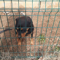 Rottweiler, Köpek  Paşa fotoğrafı