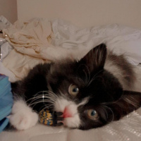 Tuxedo (Smokin) Kedi, Kedi  Panda fotoğrafı