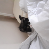 Tuxedo (Smokin) Kedi, Kedi  Panda fotoğrafı