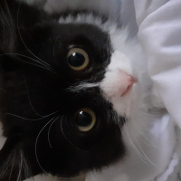 Tuxedo (Smokin) Kedi, Kedi  Panda fotoğrafı