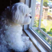 Maltese, Köpek  Lola fotoğrafı