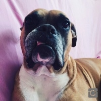 Boxer, Köpek  Oscar fotoğrafı
