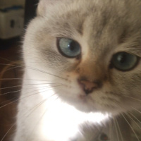 British Shorthair, Kedi  Duman fotoğrafı