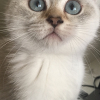 British Shorthair, Kedi  Duman fotoğrafı