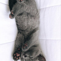 British Shorthair, Kedi  Balım fotoğrafı