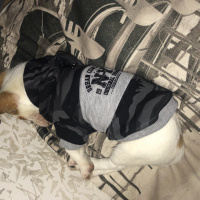 Jack Russell Terrier, Köpek  Mailo fotoğrafı